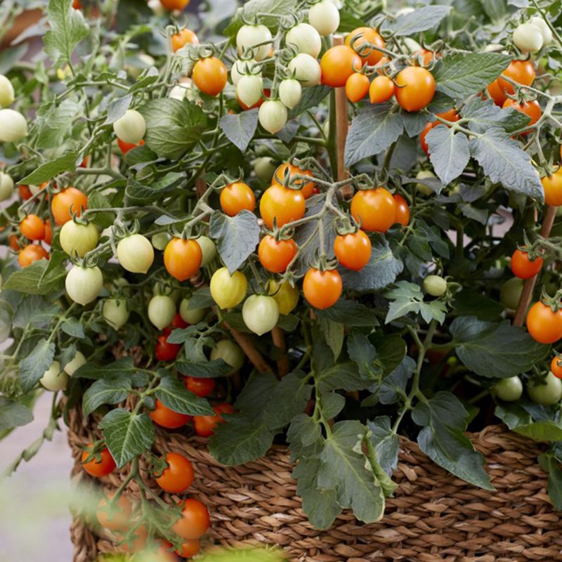 Kirschtomate 'Tiny Temptations Orange' in der Gruppe Samen / Gemüse bei Impecta Fröhandel (97039)