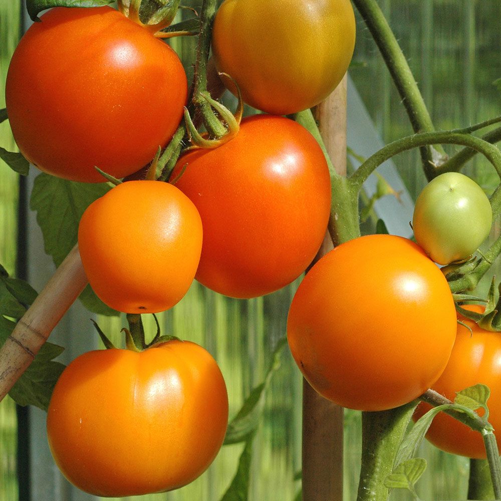 Tomate 'Zloty Ozarowski' in der Gruppe Samen / Gemüse bei Impecta Fröhandel (9705)