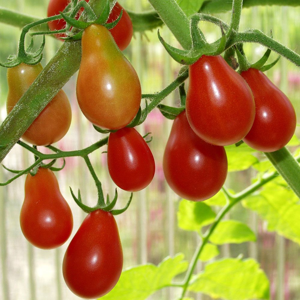 Birnentomate 'Red Pear' in der Gruppe Samen / Gemüse bei Impecta Fröhandel (9706)