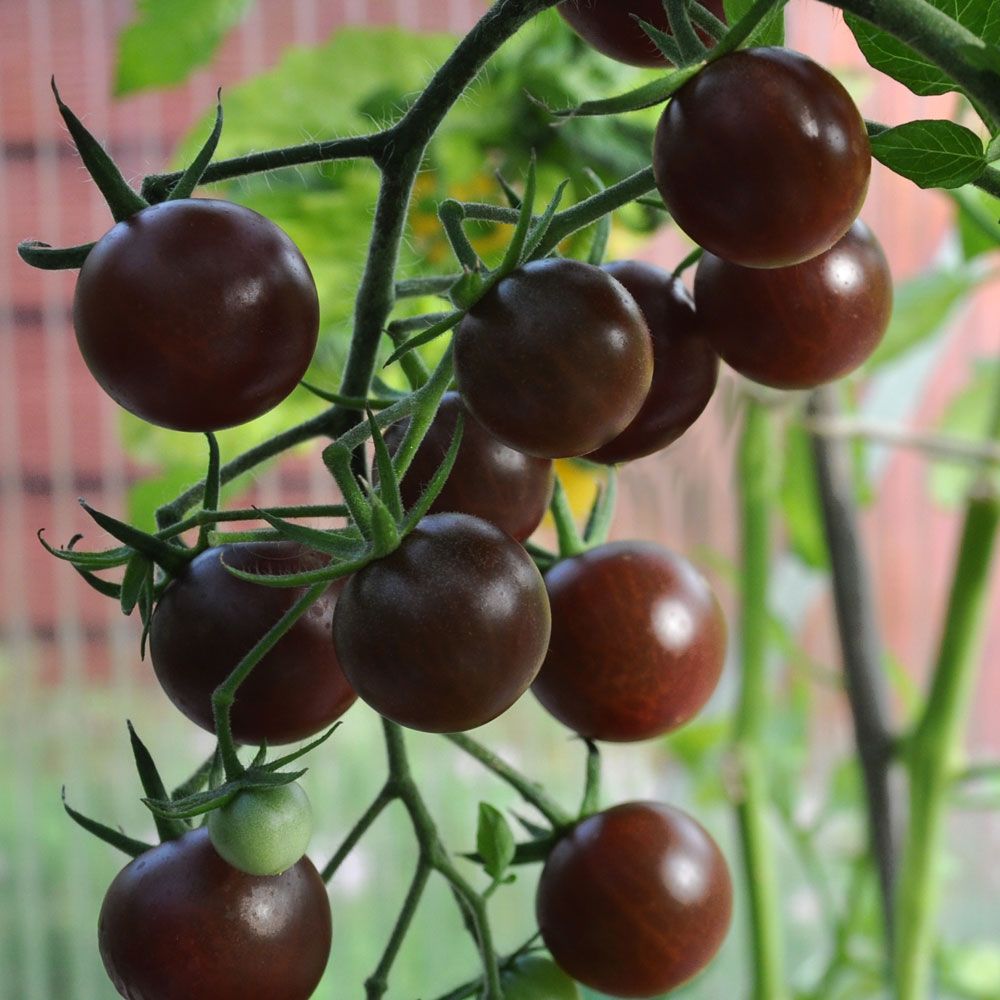 Kirschtomate 'Black Cherry' in der Gruppe Samen / Gemüse bei Impecta Fröhandel (97071)