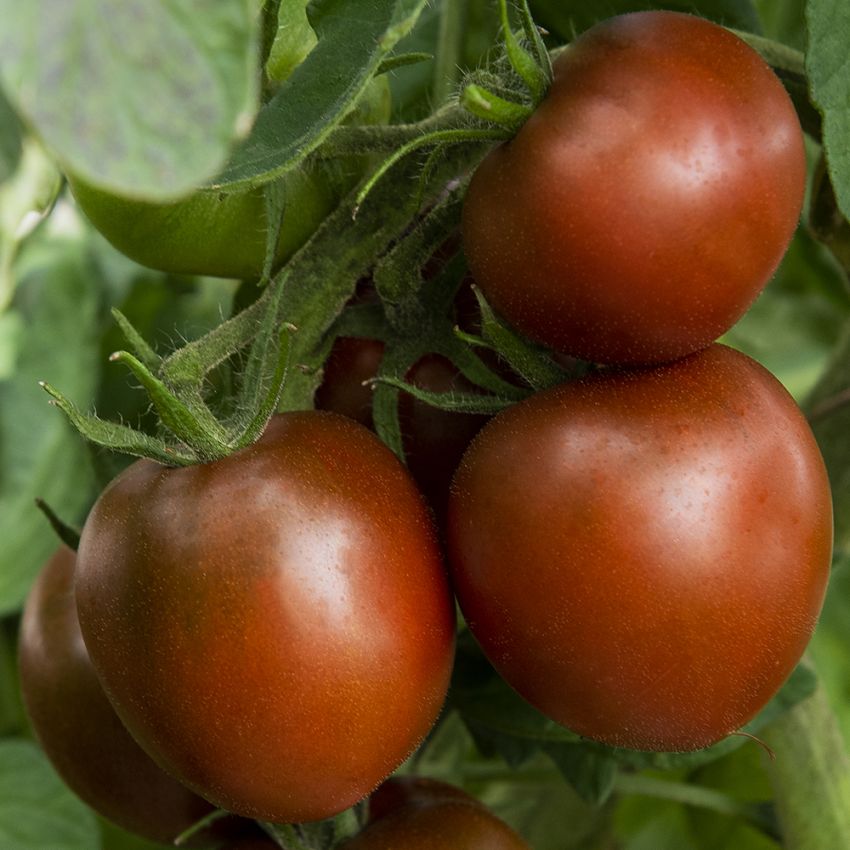 Tomate 'Black Prince' in der Gruppe Samen / Gemüse bei Impecta Fröhandel (97073)