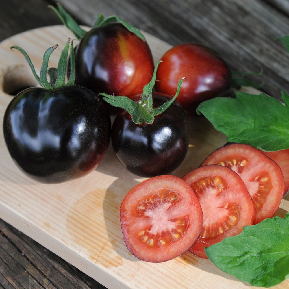 Tomate 'Indigo Rose' in der Gruppe Samen / Gemüse bei Impecta Fröhandel (97075)