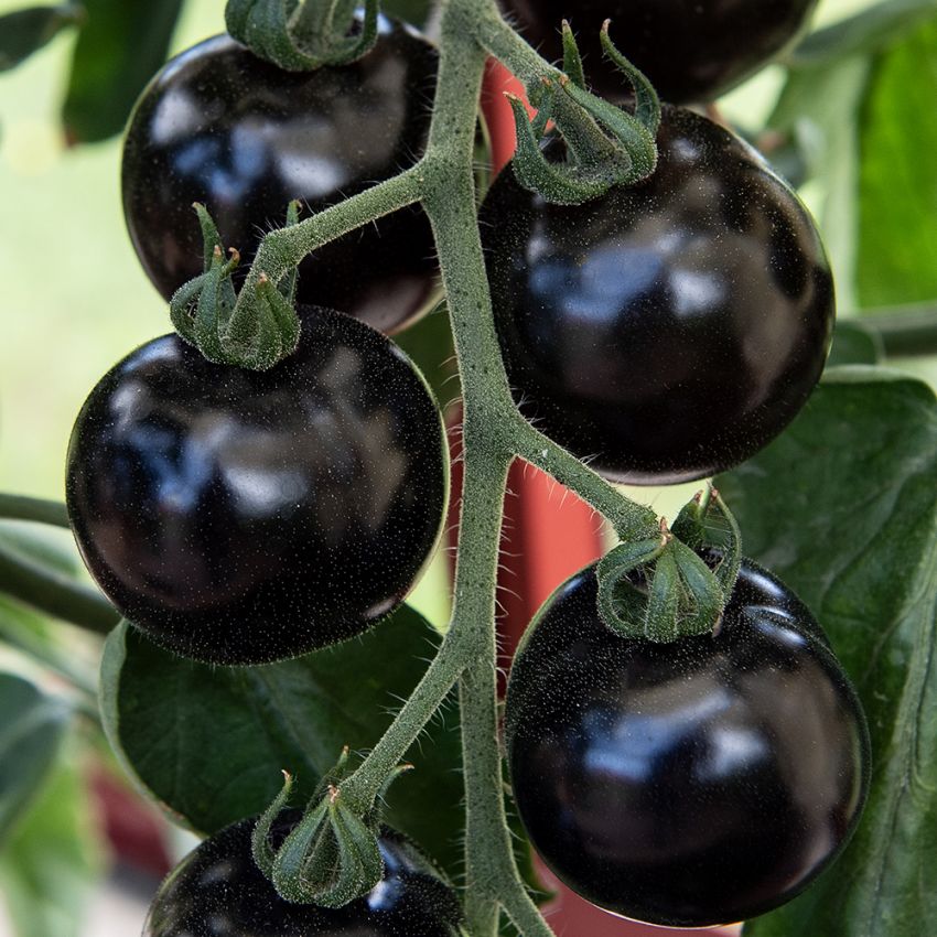 Tomate 'Blackball' in der Gruppe Samen / Gemüse bei Impecta Fröhandel (97080)