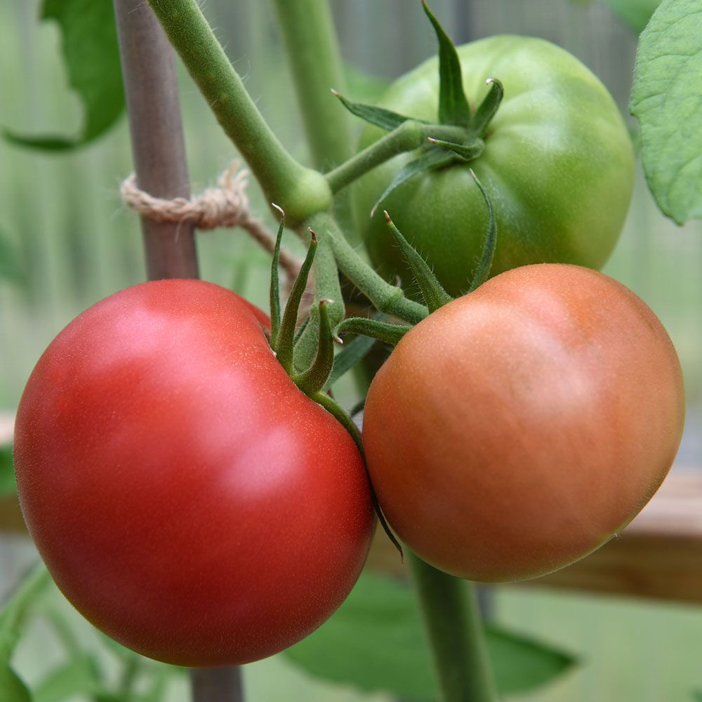 Japanische Tomate F1 'Pink Treat' in der Gruppe Samen / Gemüse bei Impecta Fröhandel (97101)