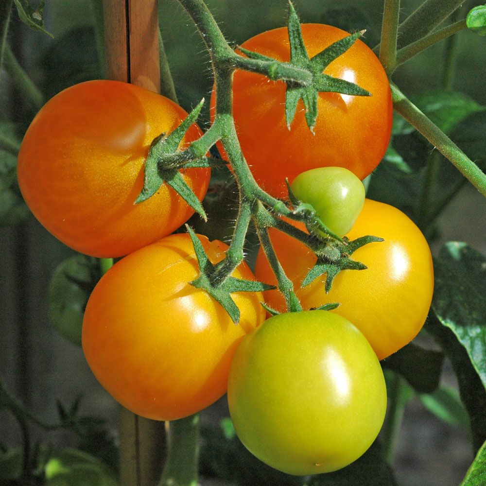 Kirschtomate 'Ola Polka' in der Gruppe Samen / Gemüse bei Impecta Fröhandel (9714)