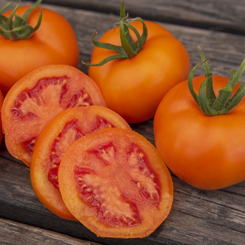 Tomate 'Zlatava' in der Gruppe Samen / Gemüse bei Impecta Fröhandel (97141)