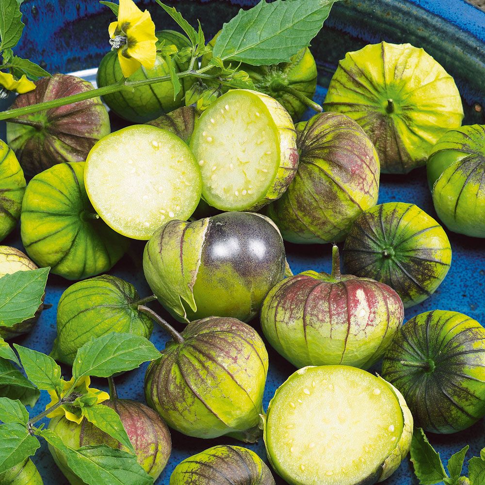 Tomatillo 'Purple' in der Gruppe Samen / Gemüse bei Impecta Fröhandel (9716)