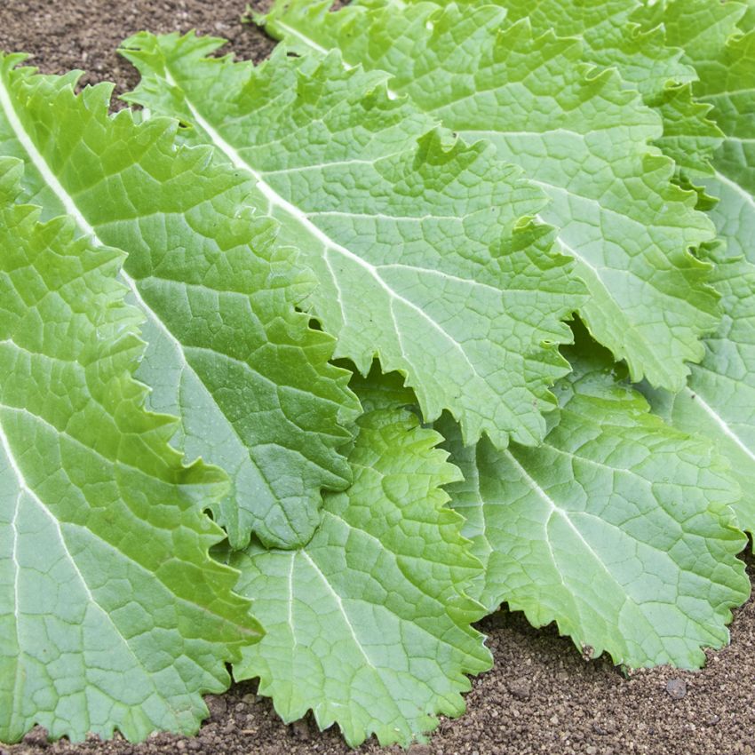 Salatsenf 'Green In Snow' in der Gruppe Samen / Gemüse bei Impecta Fröhandel (9720)