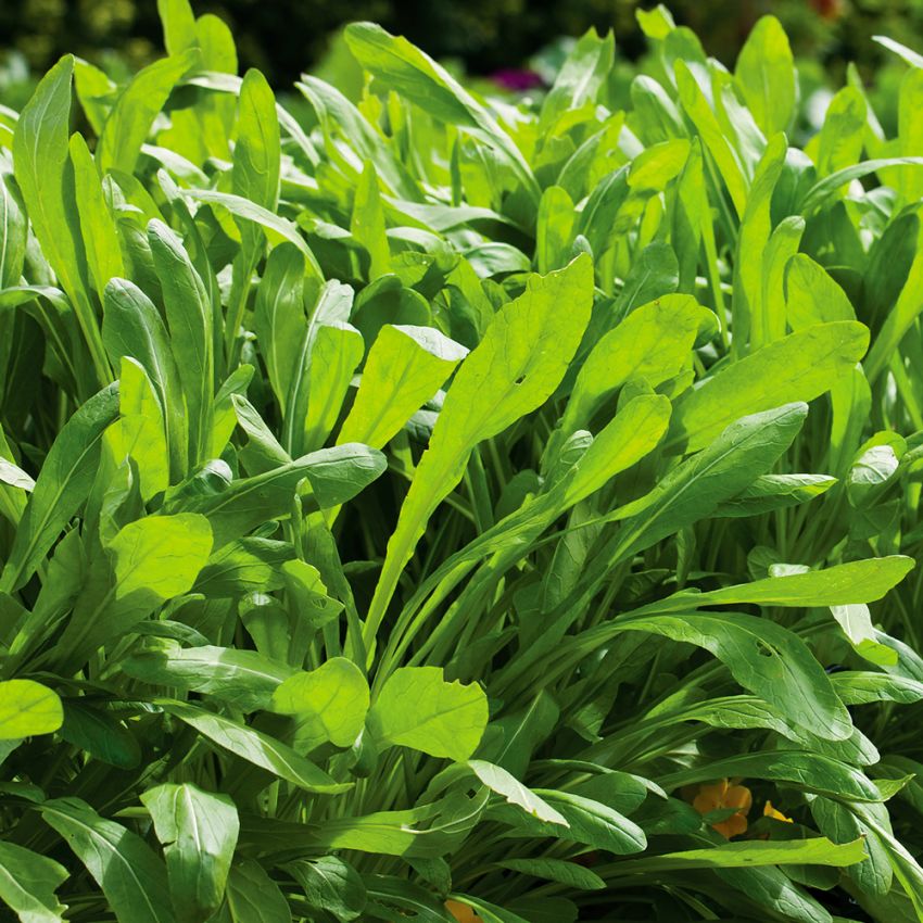 Mibuna F1 'Green Spray' in der Gruppe Samen / Gemüse bei Impecta Fröhandel (9721)