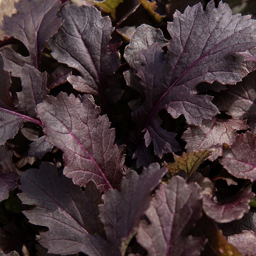 Salatsenf 'Crimson Red' in der Gruppe Samen / Gemüse bei Impecta Fröhandel (97251)