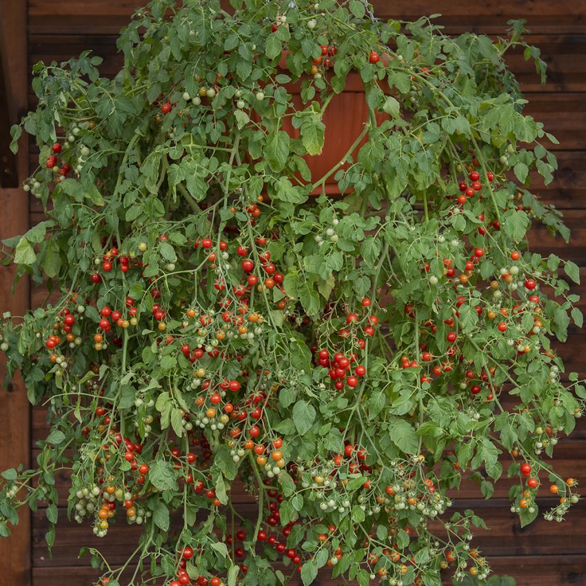 Kirschtomate 'Cherry Cascade' in der Gruppe Samen / Gemüse bei Impecta Fröhandel (97392)