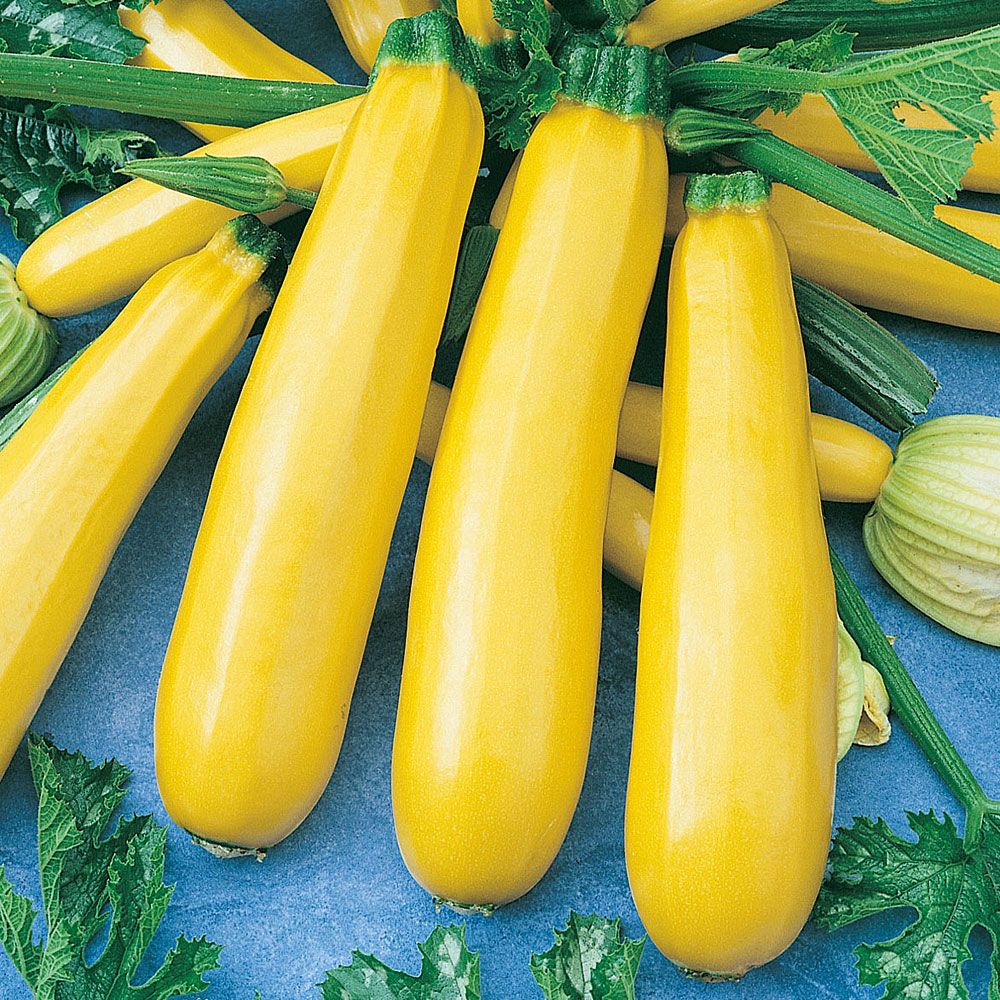 Zucchini 'Atena Polka' in der Gruppe Samen / Gemüse bei Impecta Fröhandel (9755)