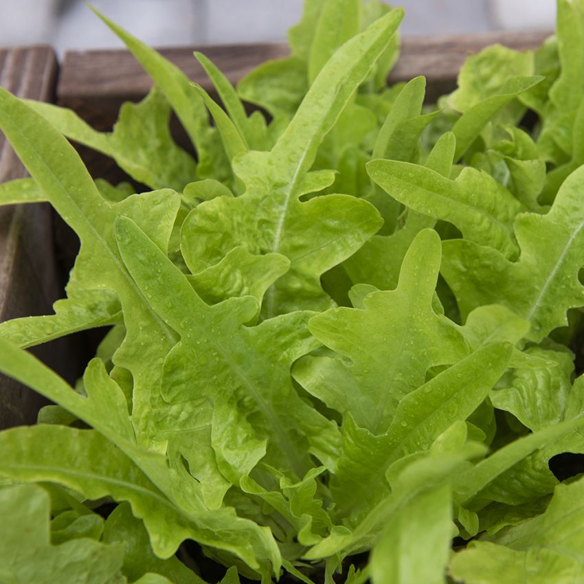Minipflücksalat 'Baby Oakleaf'
