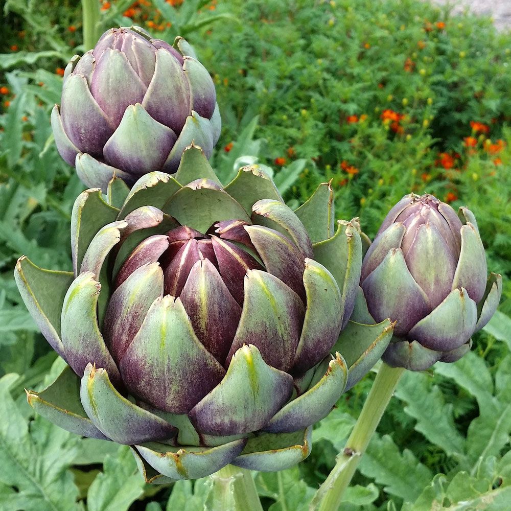 Artischocke 'Violet de Provence' in der Gruppe Samen / Gemüse bei Impecta Fröhandel (9759)