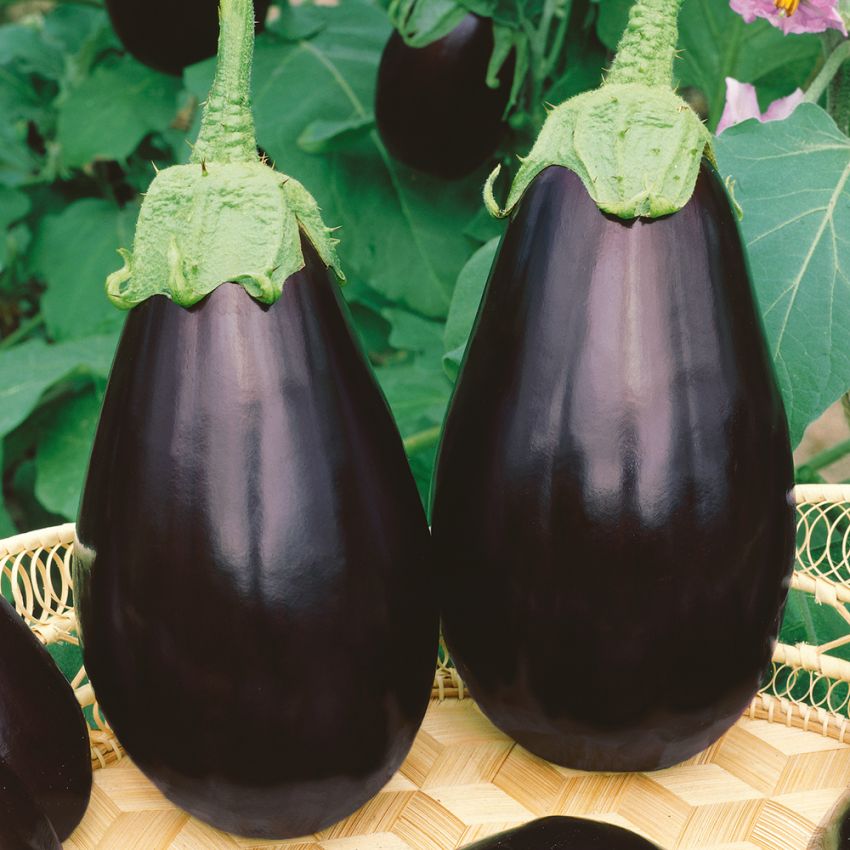 Aubergine 'Black Beauty' in der Gruppe Samen / Gemüse bei Impecta Fröhandel (9803)