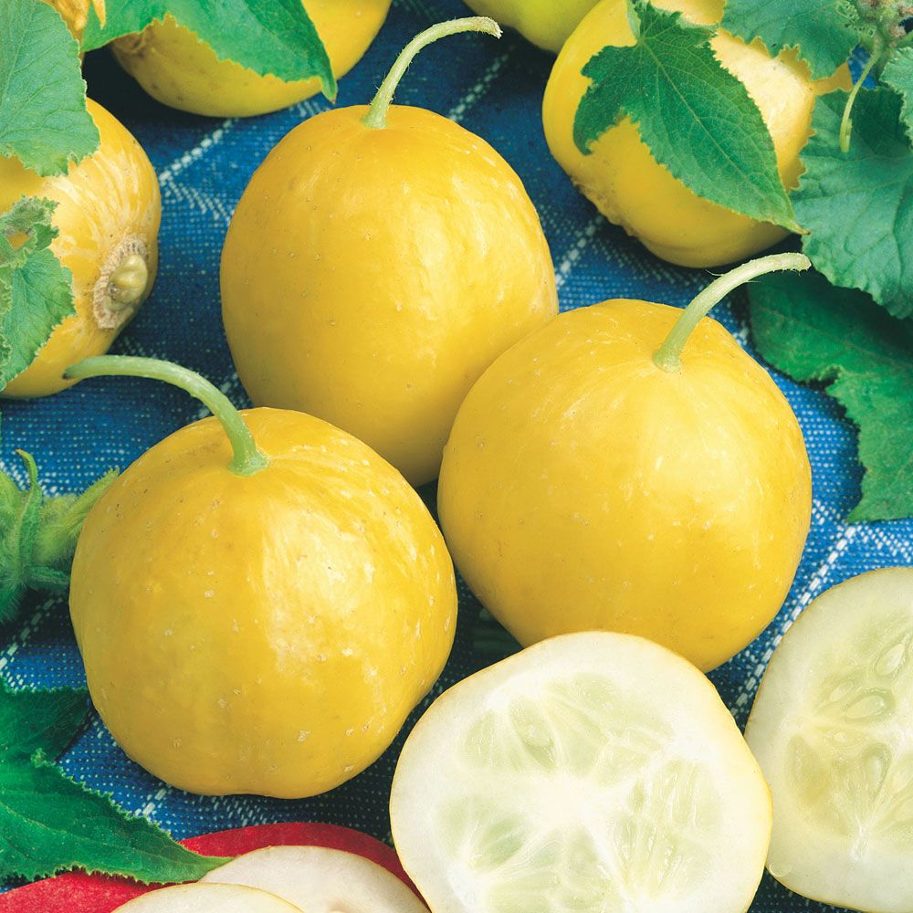 Zitronengurke 'Lemon' in der Gruppe Samen / Gemüse bei Impecta Fröhandel (9808)