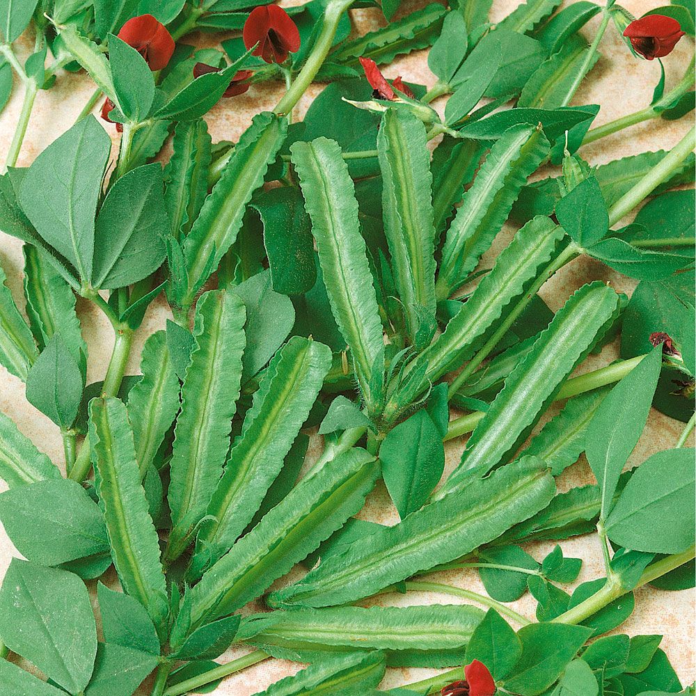 Spargelbohne 'Winged Bean' in der Gruppe Samen / Gemüse bei Impecta Fröhandel (9815)