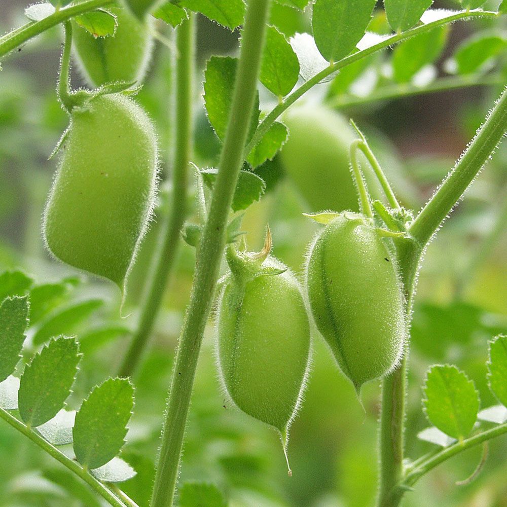 Kichererbse 'Principe' in der Gruppe Samen / Gemüse bei Impecta Fröhandel (9827)