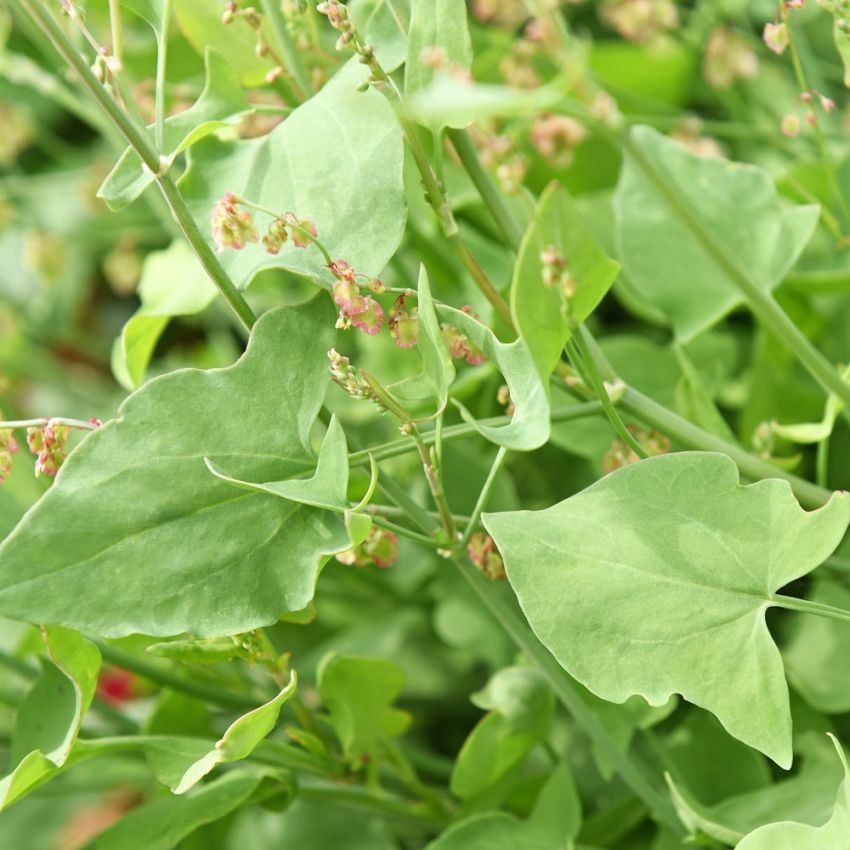 Schildampfer 'Silver Leaf' in der Gruppe Samen / Gemüse bei Impecta Fröhandel (98400)