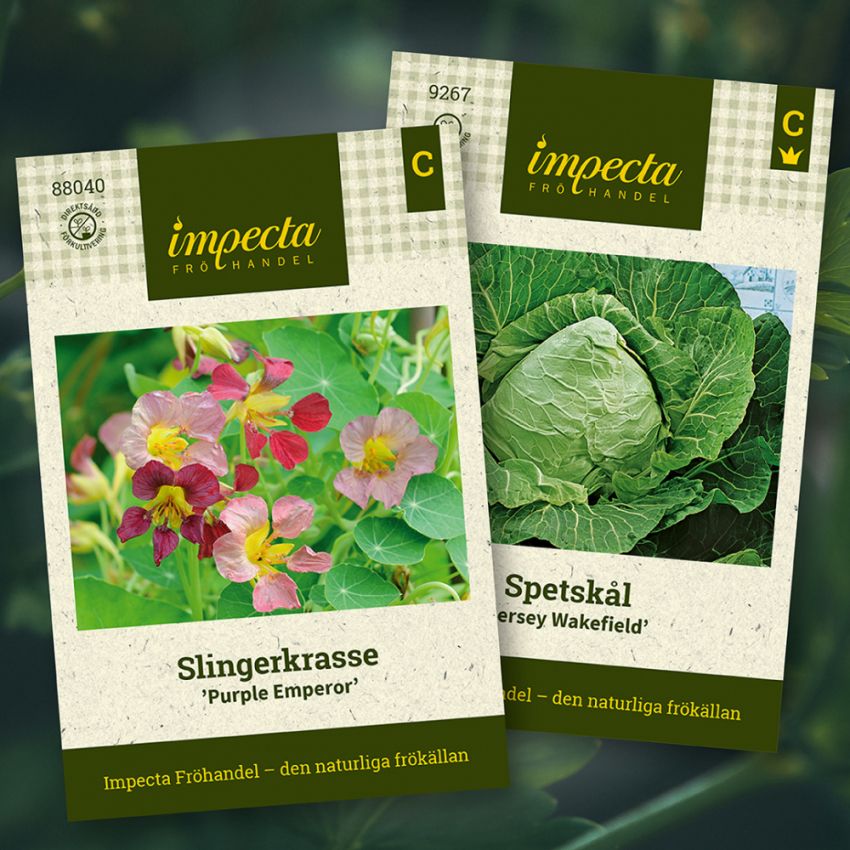 Spitzkohl & Kapuzinerkresse in der Gruppe Saras Bäckmos Favoriten / Sara Bäckmo - Blumen und Gemüse gemeinsam pflanzen bei Impecta Fröhandel (H1004)