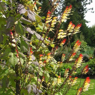 Sternwinde 'Exotic Love'