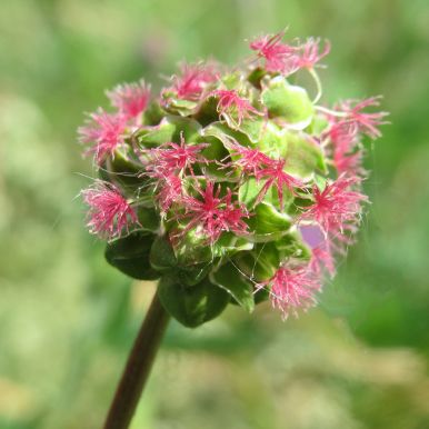 Kleiner Wiesenknopf