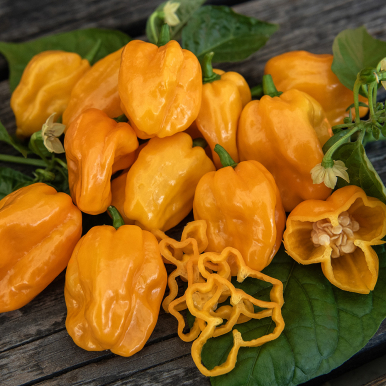 Chili 'NuMex Suave Orange', Sehr stark gerippte, ca. 2,5-4 cm lange, glänzend, feuerorange Früchte mit dünnen Wänden.