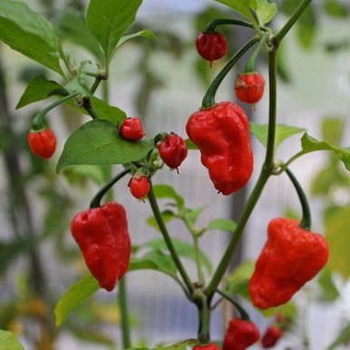 Chili 'Naga Jolokia'