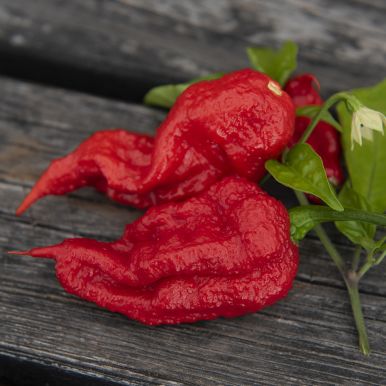 Chili 'Carolina Reaper'