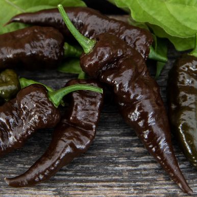 Chili 'Naga Black'