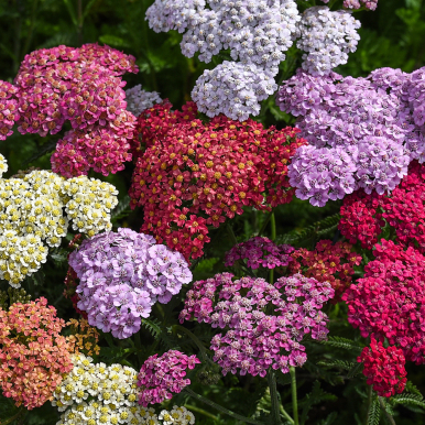 Schafgarbe 'Flowerburst Fruit Bowl', Dichte Blütendolden in den fruchtigen Tönen Aprikose, Lila, Rosa, Gelb und Weiß.