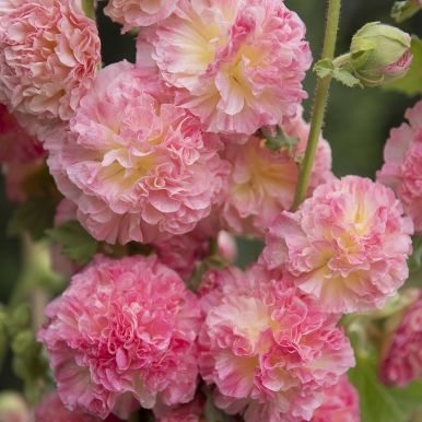 Stockrose 'Chater's Salmon Pink'