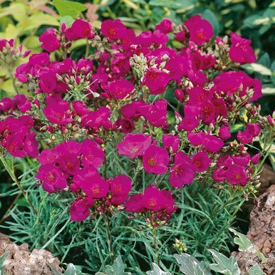Montiopsis 'Ruby Tuesday’ 