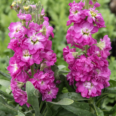 Matthiola 'Mathilda Antique Rose', duftende Blütenrispen mit gefüllten und einzelnen, purpurrosa Blüten mit weißer Mitte an stattlichen Stängeln.