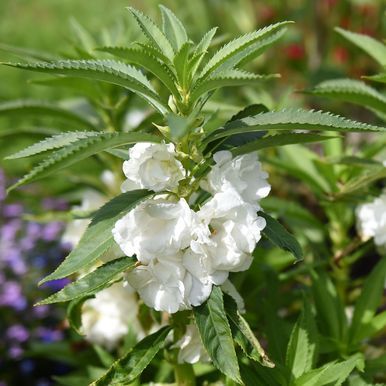Garten-Balsamine 'White'