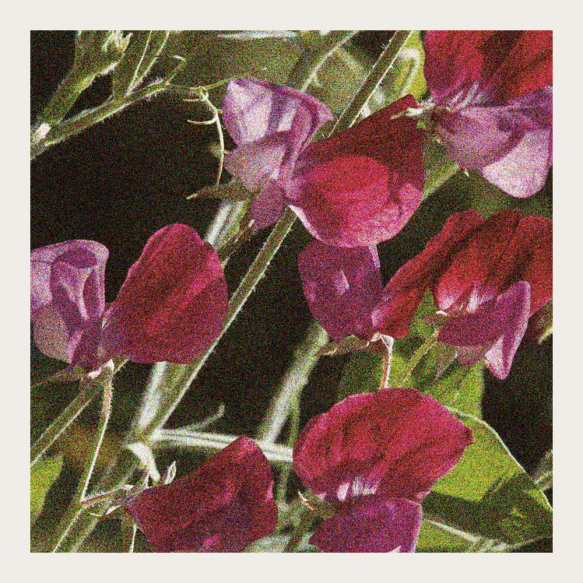 Duftwicke 'Franciscus Cupani'