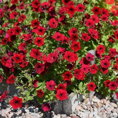 Petunie 'Tidal Wave Red Velour'