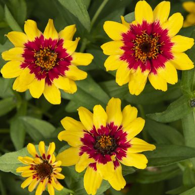 Zinnie 'Profusion Red Yellow Bicolor'