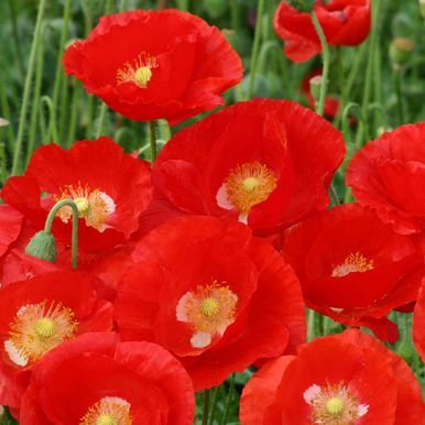 Klatschmohn 'American Legion'