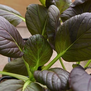 Pak Choi 'Arax'