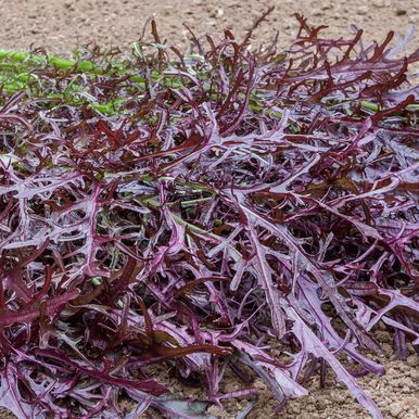 Salatsenf 'Moutarde Rouge Metis'