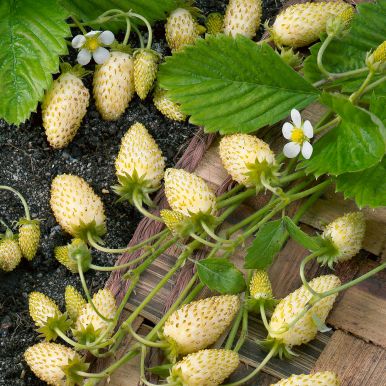 Walderdbeere 'Yellow Wonder'