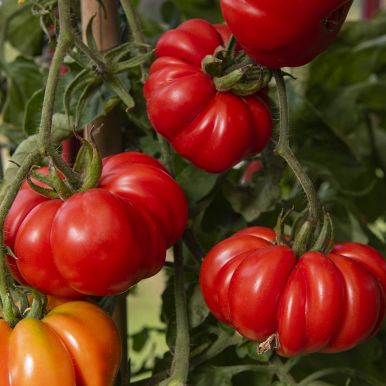 Fleischtomate  'Costoluto Fiorentino'