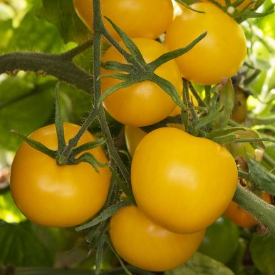 Tomate 'Goldene Königin'