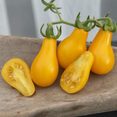 Birnentomate 'Yellow Pearshaped'