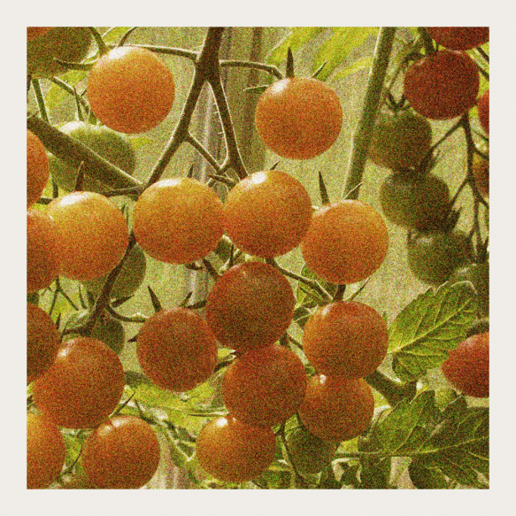 Kirschtomate F1 'Sungold'