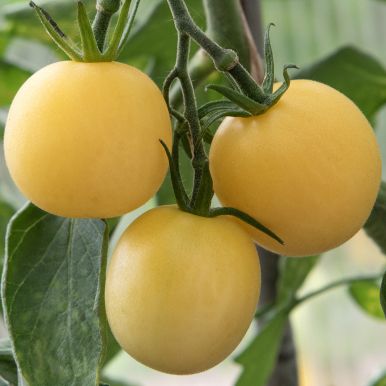 Tomate 'Weißer Pfirsich'