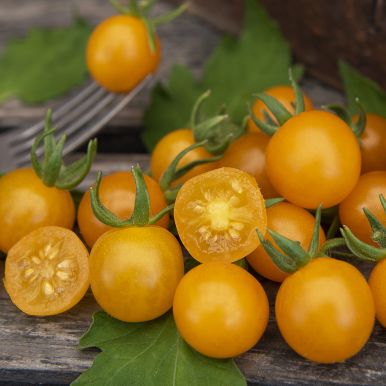 Wildtomate 'Currant Yellow'