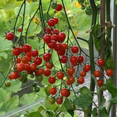 Kirschtomate 'Sweetbaby'