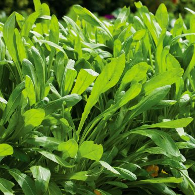 Mibuna F1 'Green Spray'